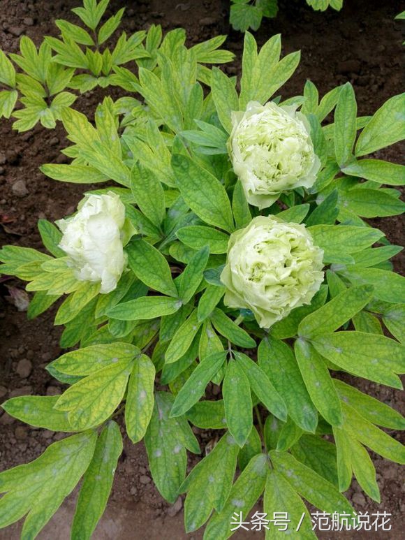 绿色的牡丹_绿牡丹长什么样 - 成语词句网