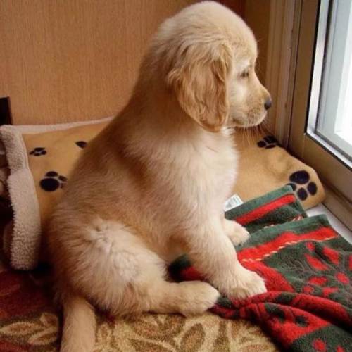 金毛个性响亮名字集结,看看你家宝贝名字这里有吗?