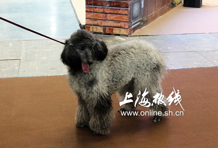 2019上海世界杯犬展护卫犬(哈可爱！ 上海宠会开幕 各类名犬套图赏 神兽乱入)