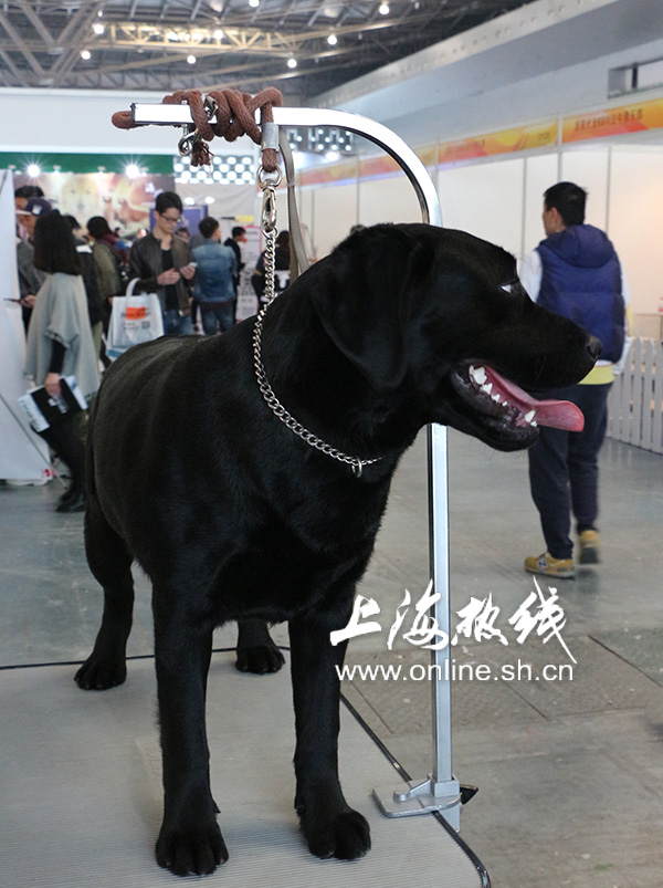 2019上海世界杯犬展护卫犬(哈可爱！ 上海宠会开幕 各类名犬套图赏 神兽乱入)