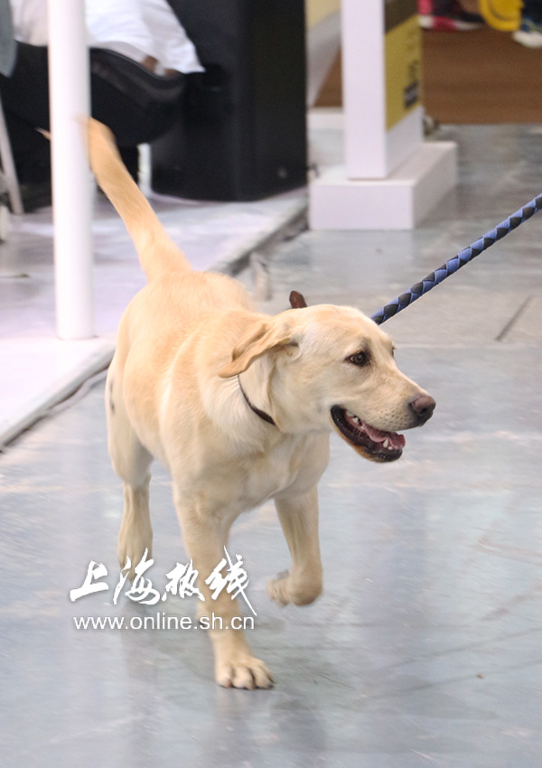 2019上海世界杯犬展护卫犬(哈可爱！ 上海宠会开幕 各类名犬套图赏 神兽乱入)