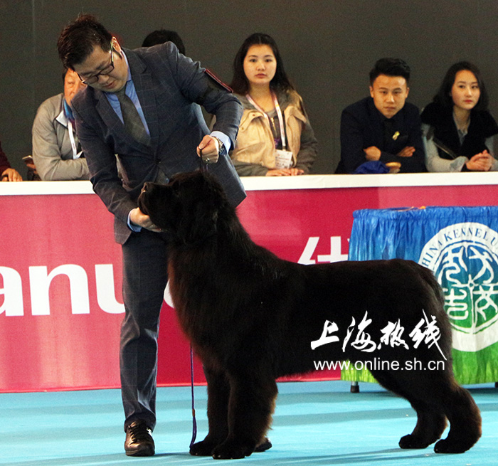 2019上海世界杯犬展护卫犬(哈可爱！ 上海宠会开幕 各类名犬套图赏 神兽乱入)