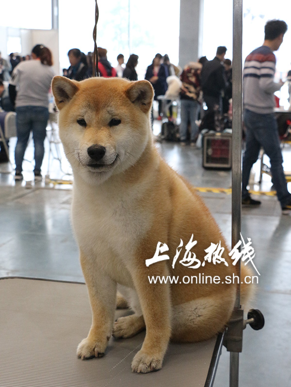 2019上海世界杯犬展护卫犬(哈可爱！ 上海宠会开幕 各类名犬套图赏 神兽乱入)