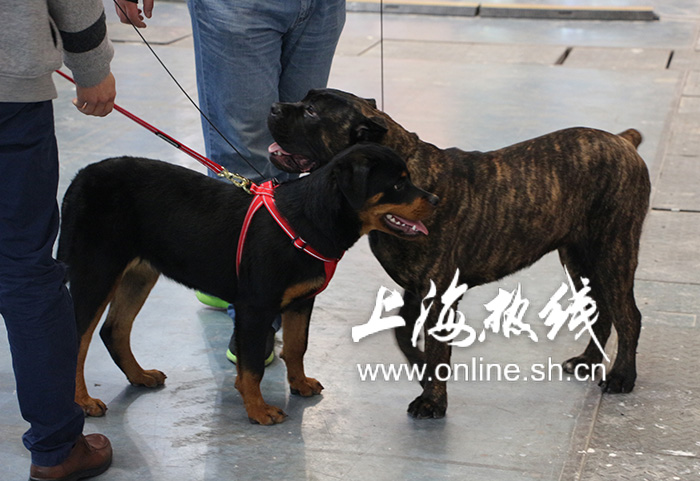 2019上海世界杯犬展护卫犬(哈可爱！ 上海宠会开幕 各类名犬套图赏 神兽乱入)