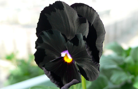 黑色的花代表什么含义曼陀罗花代表了不可预知的死亡和爱.