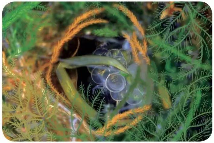 多彩海鱼|海洋建筑师——刺鱼