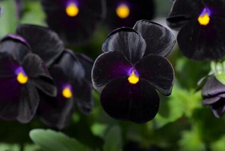 黑色的花代表什么含义 黑色的花有哪些