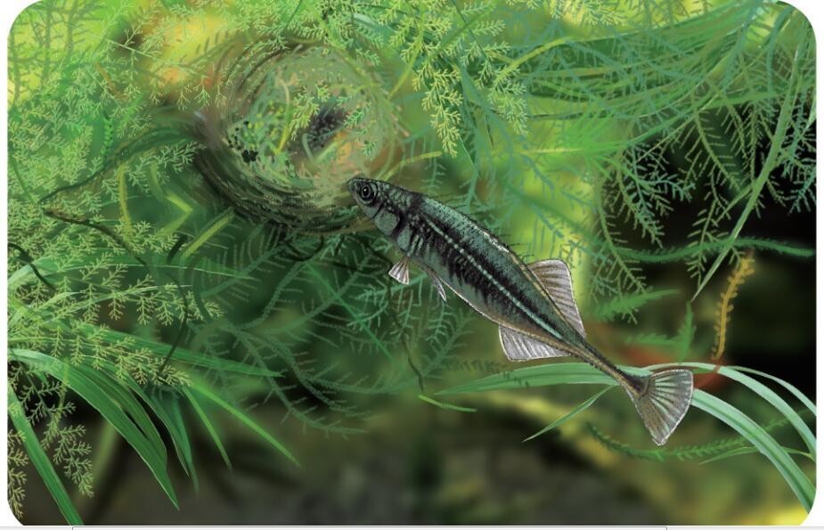 多彩海鱼|海洋建筑师——刺鱼