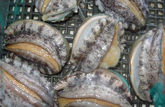 鮑魚怎么殺和清洗,如何殺鮑魚清洗鮑魚