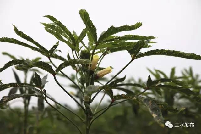 吃瓜群众必看！三水摘果全景地图发布，最鲜甜的水果都在这啦