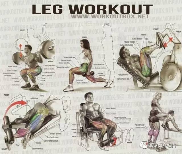 全身肌肉訓練圖解，看這一篇就夠了