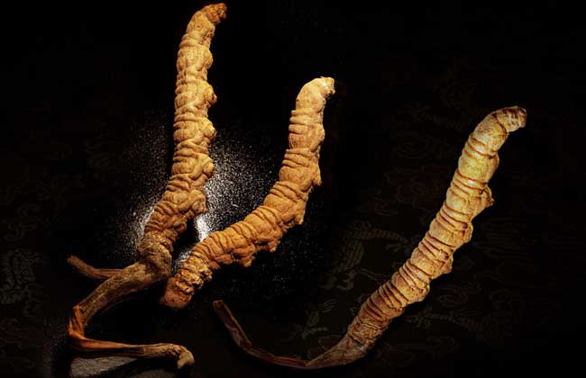 冬蟲(chóng)夏草酒的價(jià)格,