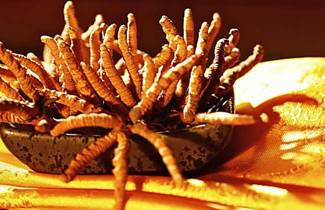 冬蟲(chóng)夏草酒的價(jià)格,