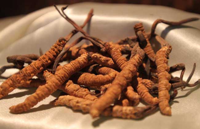 冬蟲(chóng)夏草酒的價(jià)格,