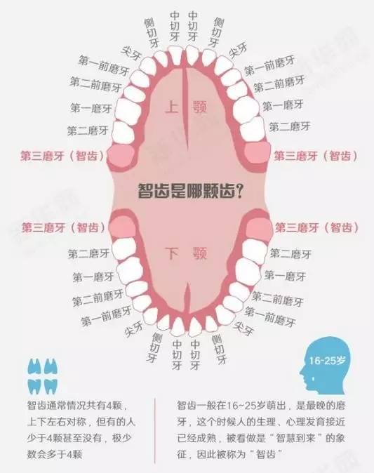 智齿是第几颗牙图解上智齿是第几颗牙图解