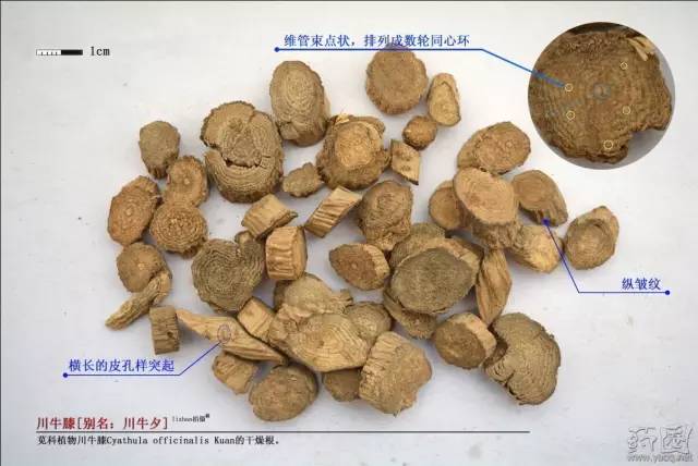 川牛膝的功效与作用 川牛膝的最大功效 - 能催网