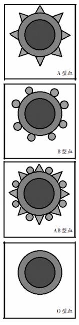 这是不是真的？科学家确认最强血型 O型血简直完美