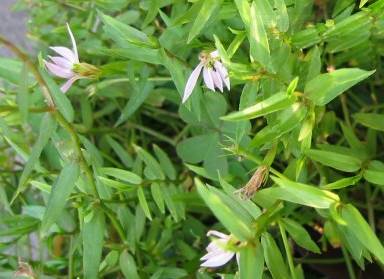 半枝莲的功效与作用(中药知识必学:半边莲)