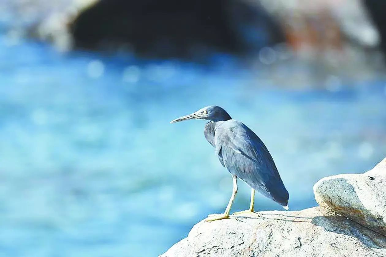 鹭鸶是什么鸟类_鹭鸟有几种 - 成语词句网