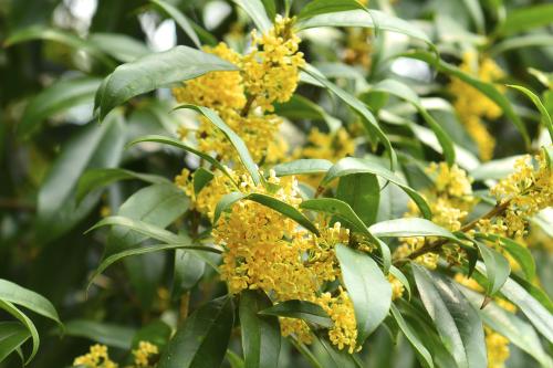 关于八月桂花香说说 下雨和桂花说说心情句子