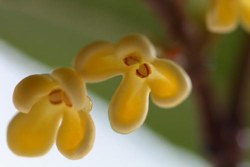 关于八月桂花香说说 下雨和桂花说说心情句子