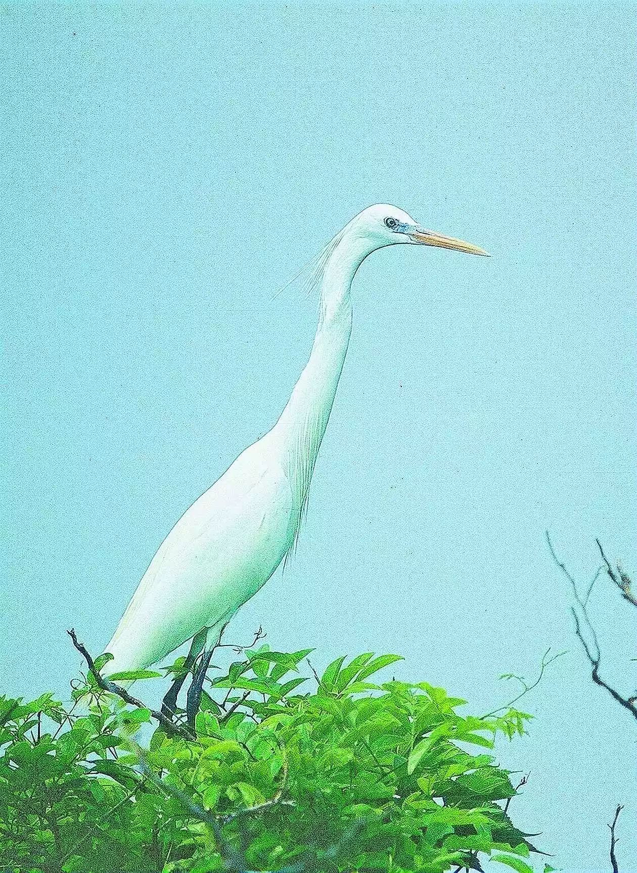 鹭鸶是什么鸟类_鹭鸟有几种 - 成语词句网