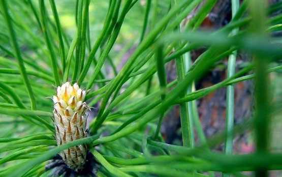 松针的功效与作用 长期吃松针的危害-北京百科网