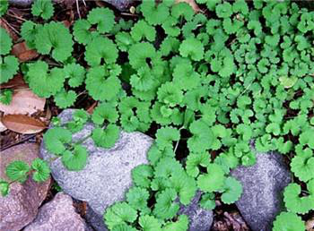 透骨透骨草的功效与作用-我的快乐小窝