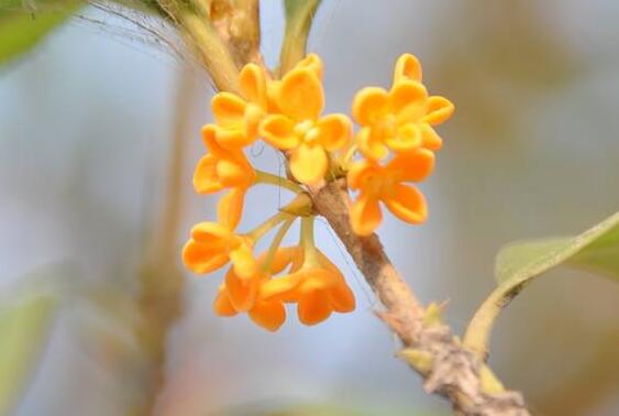 银桂花好还是白桂花好 银桂花和白桂花的区别是什么