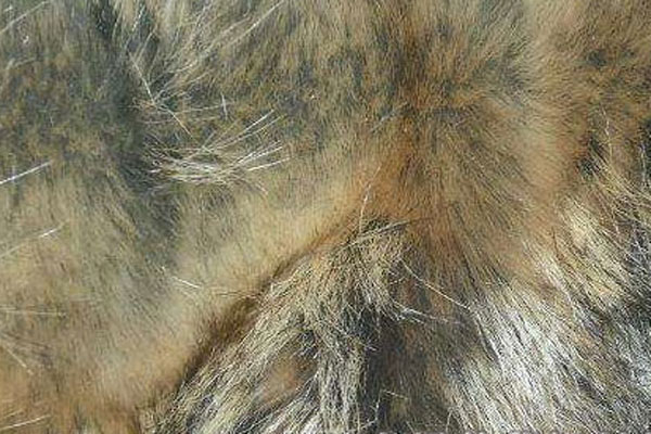 貂毛和狐狸毛有什么区别 狐狸毛和貉子毛哪个好