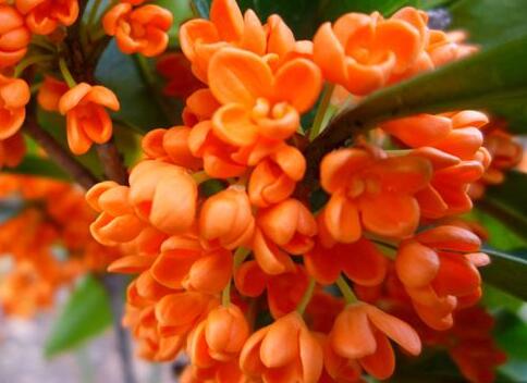 红桂花能泡茶吗 红桂花泡茶方法是什么