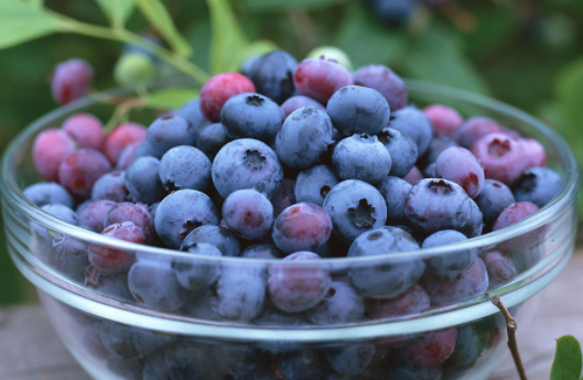 蓝莓是热性还是凉性（6个方法教你有效的保存蓝莓）
