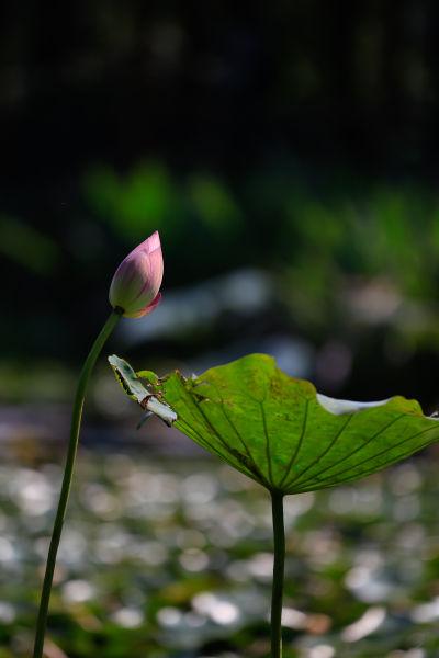 杭州西湖新品种荷花秋日盛放 花期维持到10月中下旬