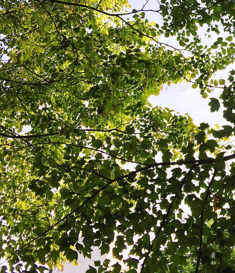 广播精选｜梦见参加高考，教育局做活动