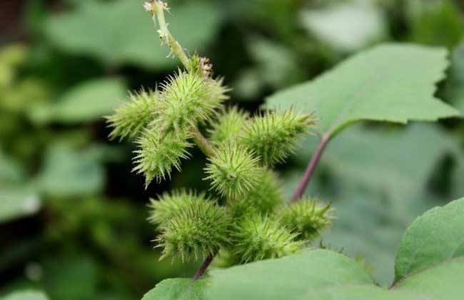 植物传播种子的方法（植物传播种子的方法手抄报）-第1张图片-易算准