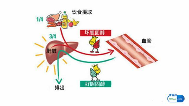 小康说药：瑞舒伐他汀钙片用于高血脂的治疗怎么样？