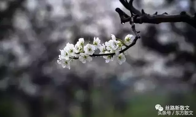 年前上坟有什么讲究_平时上坟时间有何讲究