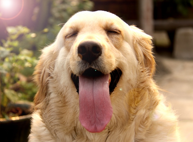 温顺的金毛宠物狗名字大全贴心小棉袄_达一风水网