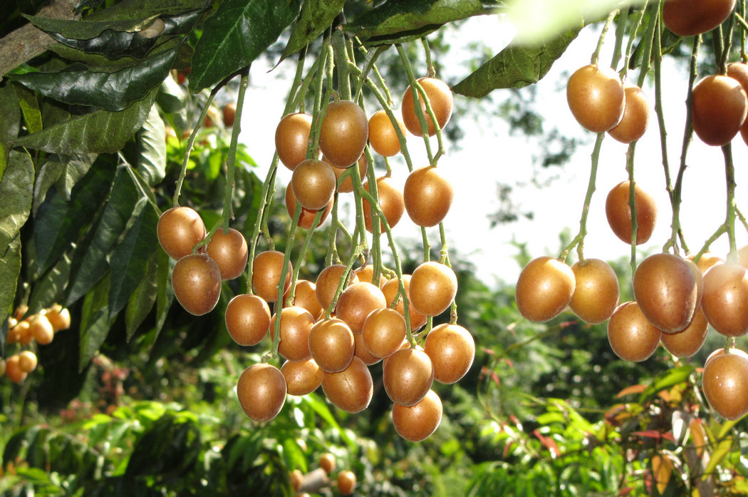 是很受欢迎的一种水果,下面看看**黄皮果的吃法大全**以及黄皮果的