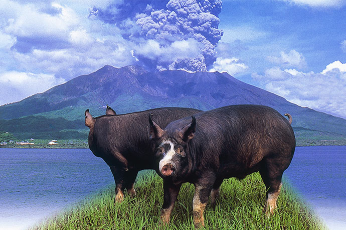 伊比利亚黑猪(伊比利亚黑猪火腿) - 泉兴百科