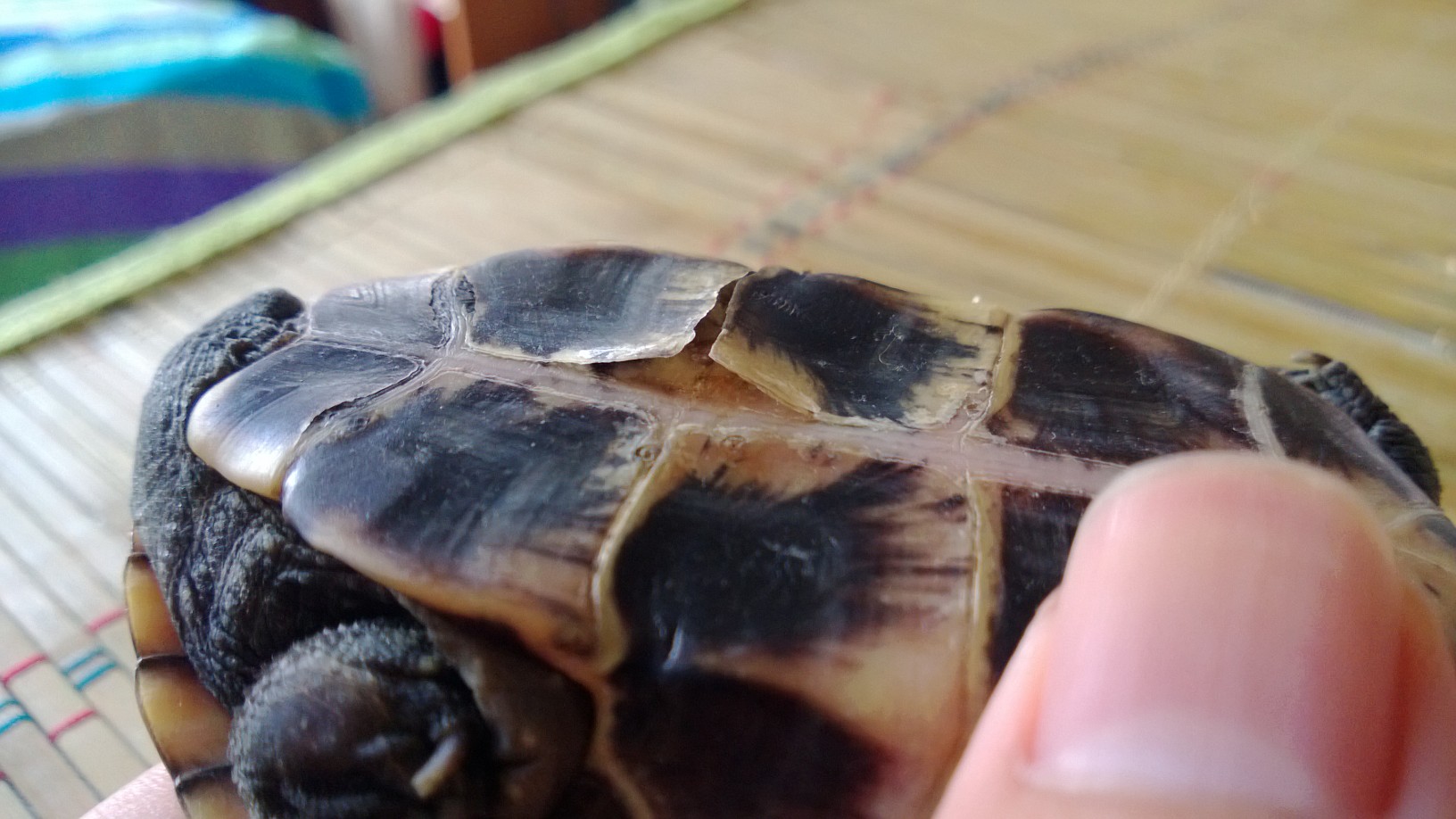 乌龟常见疾病-烂甲