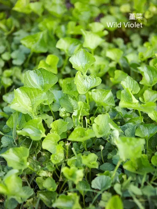 立秋除草好时机（附苗圃常见杂草图谱）