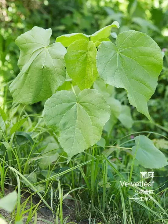 立秋除草好时机（附苗圃常见杂草图谱）