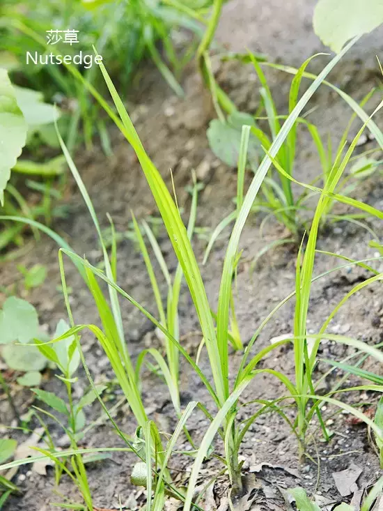 立秋除草好时机（附苗圃常见杂草图谱）