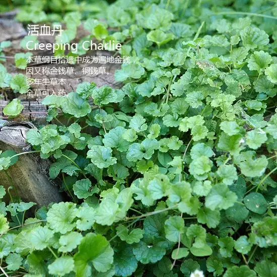 立秋除草好时机（附苗圃常见杂草图谱）