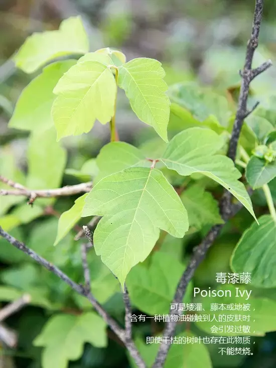 立秋除草好时机（附苗圃常见杂草图谱）