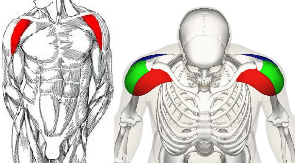 怎么练三角肌怎么练三角肌前束
