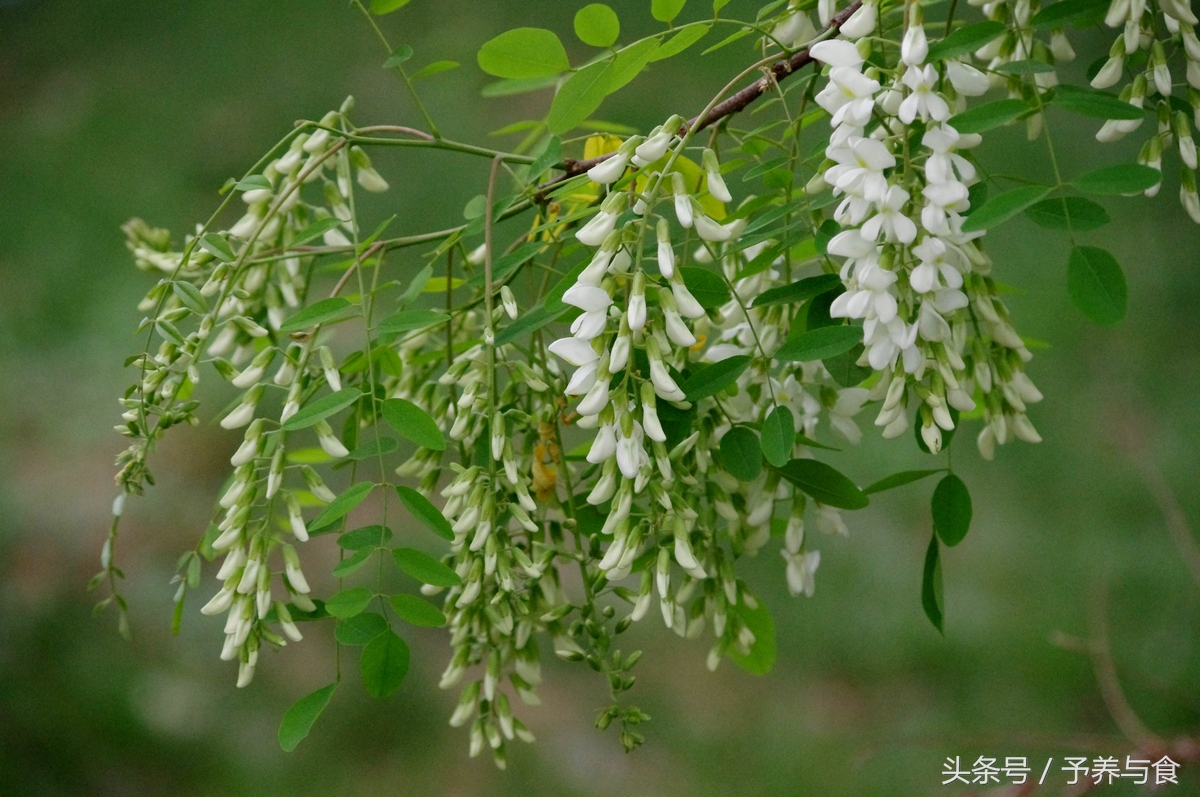 炒槐花的功效与作用（详解槐花的营养价值及常见吃法）