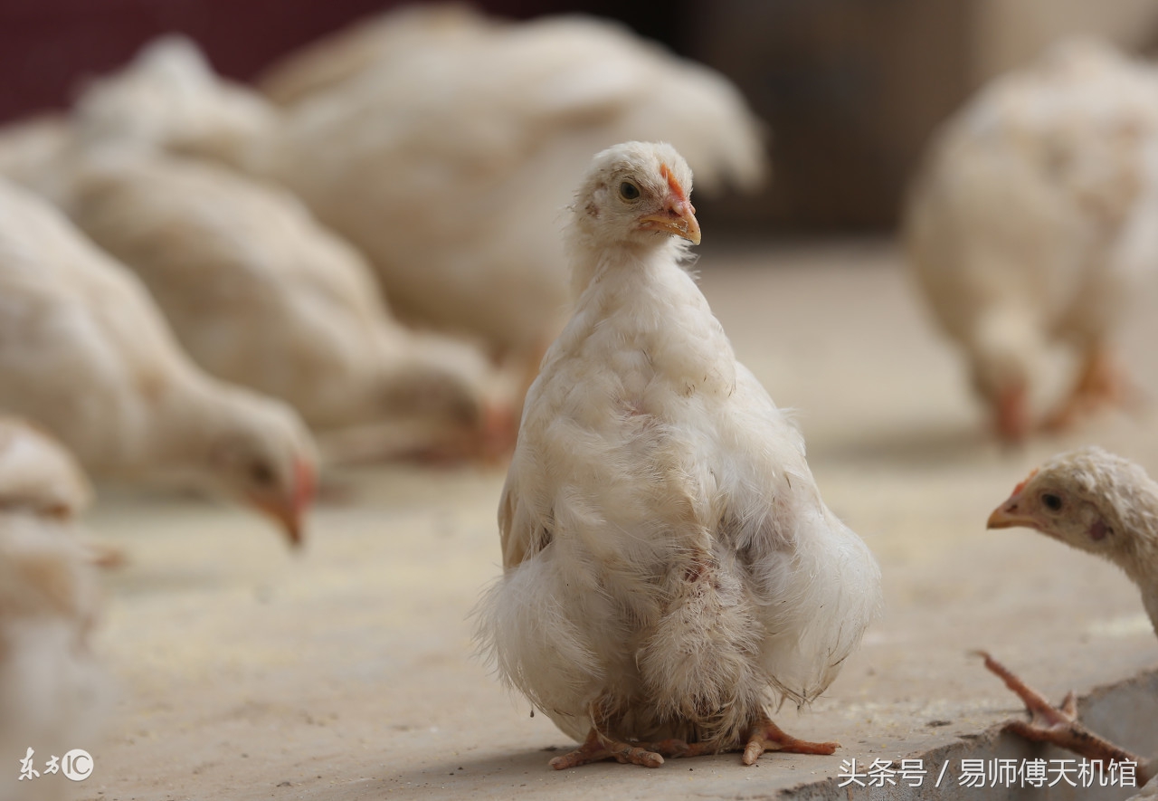 十二生肖：属鸡开运和改运方法