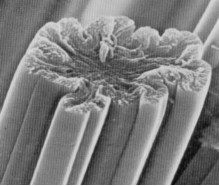 ʲôճάϣճάɶϣ-Ʒ